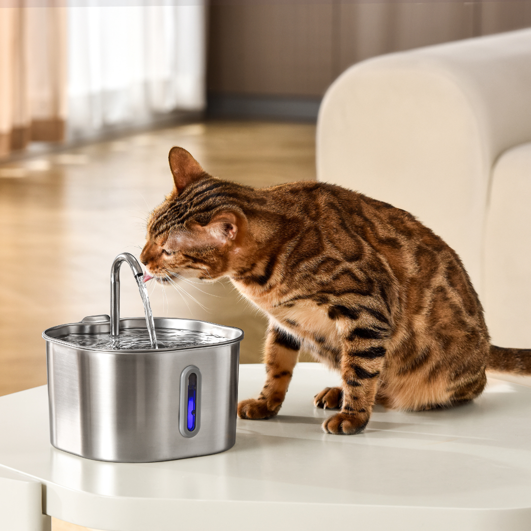Ready to UpgradeYour Cat’s Water?
