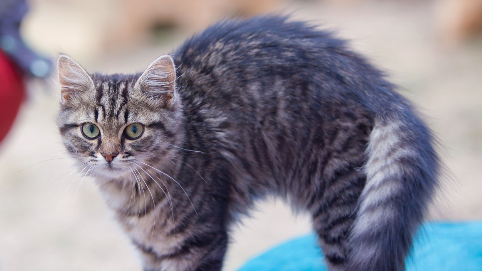  Understanding Feline Hyperesthesia: The 'Twitchy Cat' Syndrome