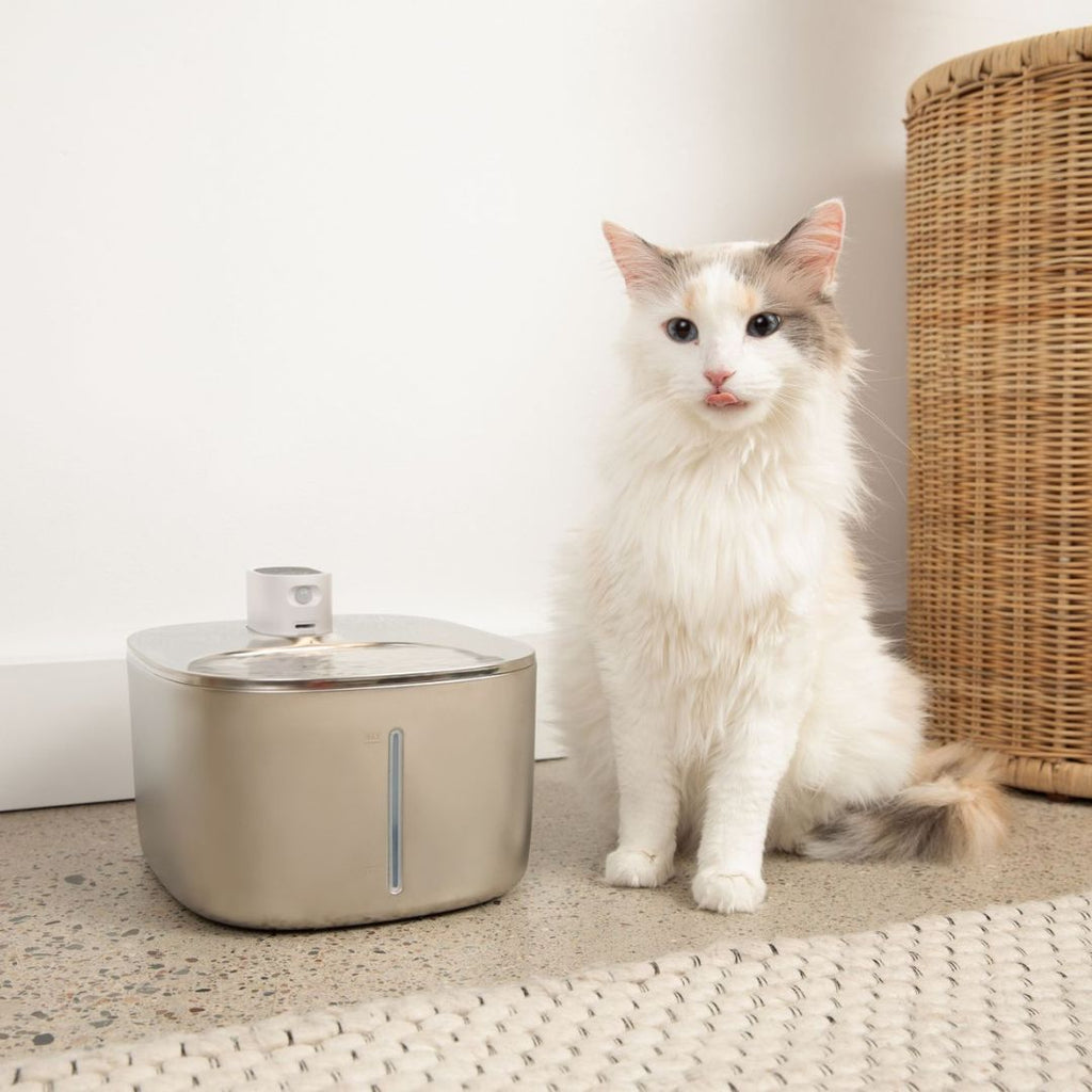 Refurbished The KittySpout - Wireless Fountain - 2 Month: Wireless KittySpout + 4 filter sets + free gift