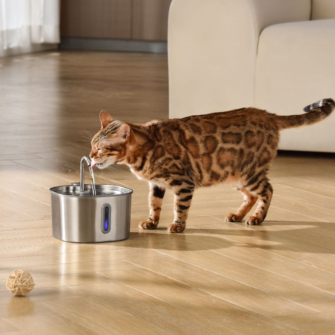 The KittySpout™ - 2.2L Hydration & Playtime Value Bundle