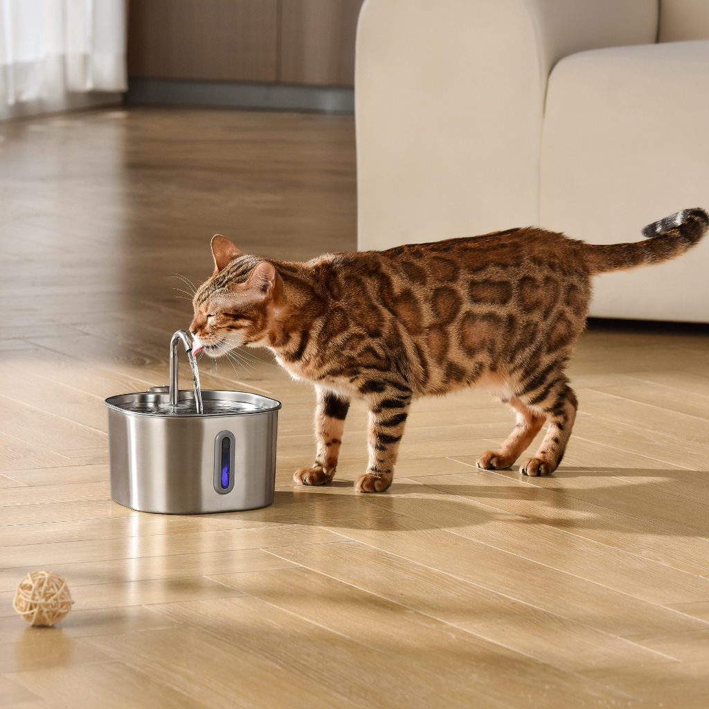 The KittySpout™ - 2.2L Hydration & Playtime Value Bundle