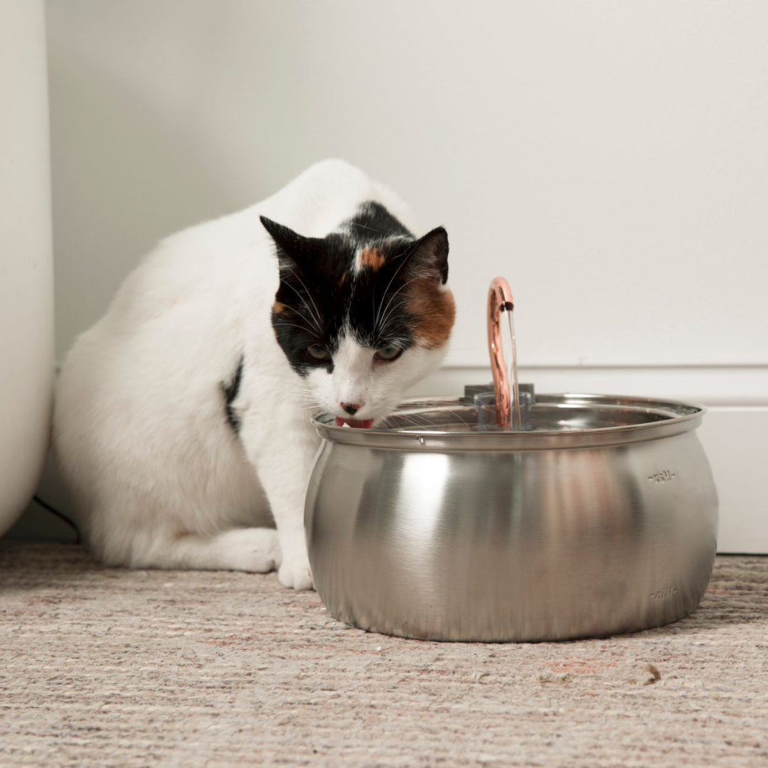 The KittySpout™ 135oz Fountain