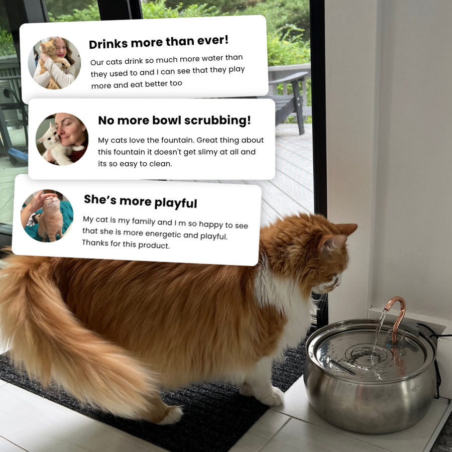 Cat drinking from the KittySpout 4L Fountain