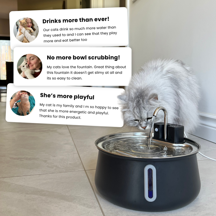 Cat drinking from the KittySpout Wireless Fountain 2.0