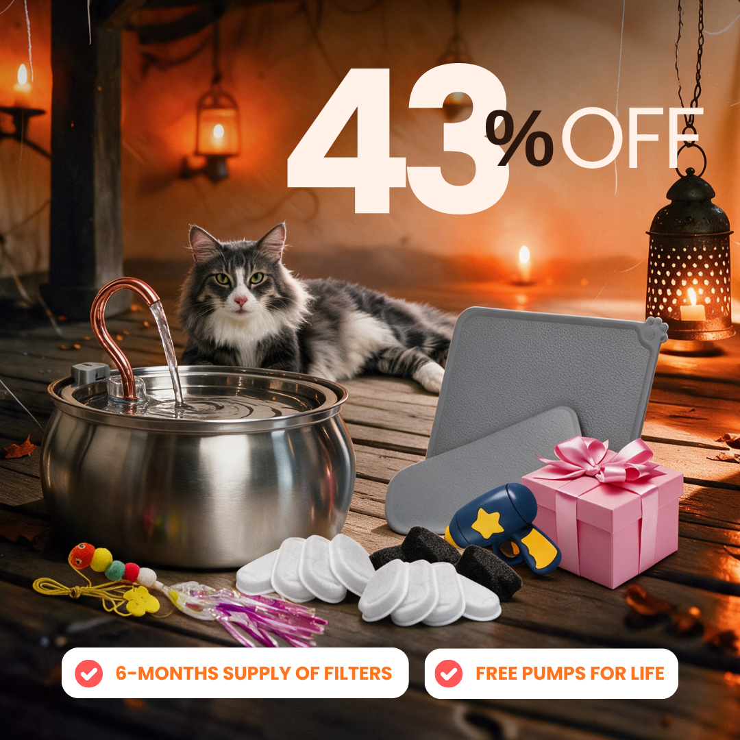 Purrrfect KittySpout Kit 4L flash sale bundle