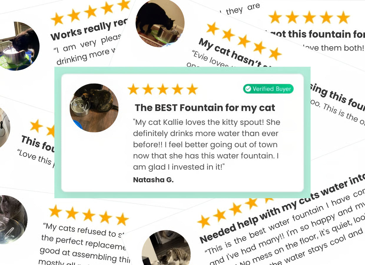 #1 Rated On TrustPilot